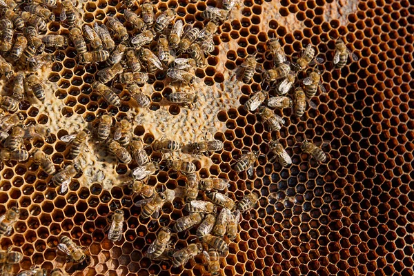 Abeilles de travail sur le nid d'abeille jaune avec du miel doux . — Photo