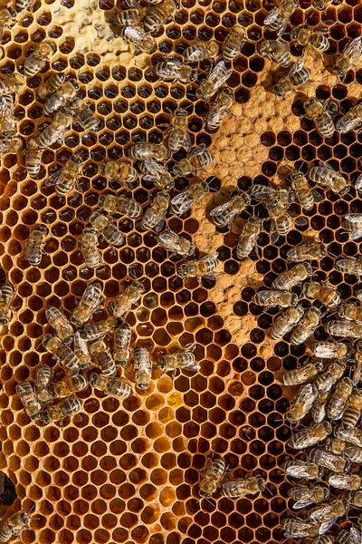 Busy bees inside hive with sealed cells for their young.