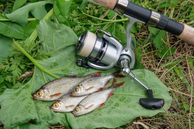 Doğal zemin üzerine birkaç ortak rudd balık. Freshwa yakalamak