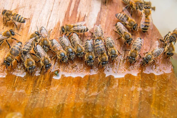 Las abejas beben agua en el verano . —  Fotos de Stock