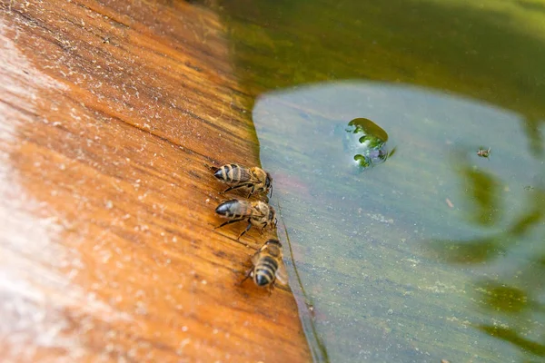 Les abeilles boivent de l'eau en été . — Photo