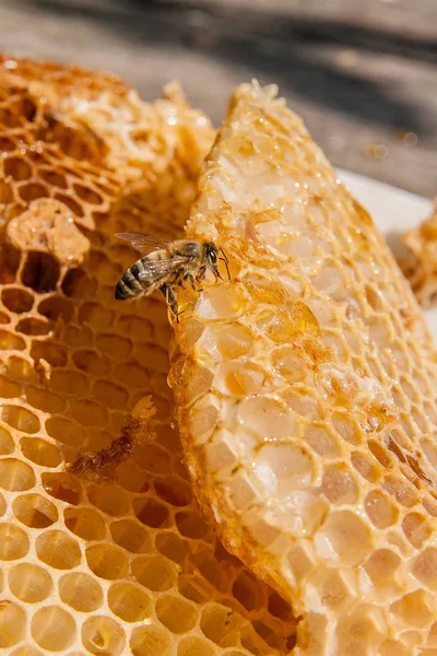 Vista de cerca de la abeja de trabajo en el panal con dulce hon — Foto de Stock