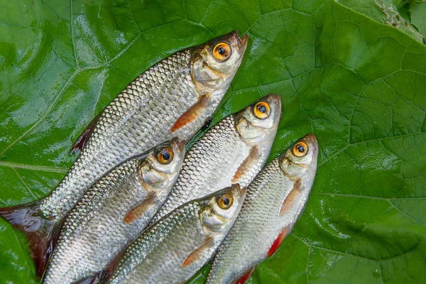 Ortak rudd balık doğal zemin üzerine yığını.