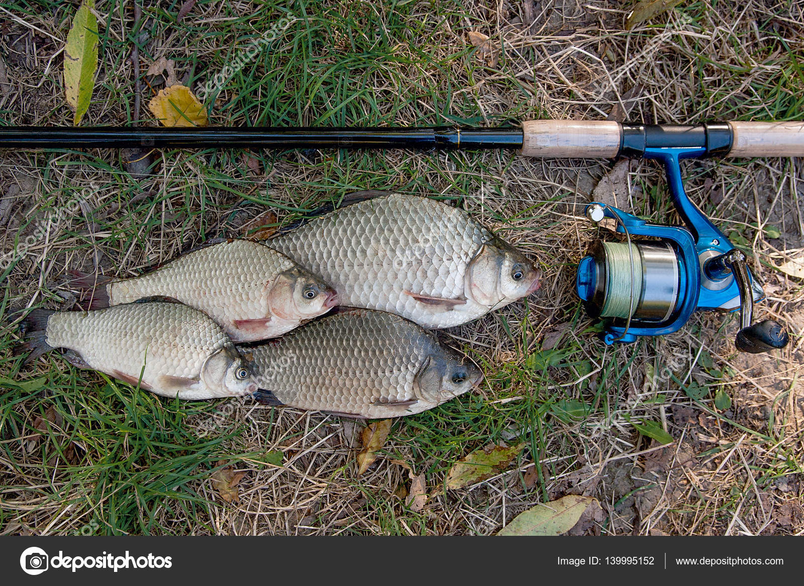 What to catch a crucian What to catch a crucian