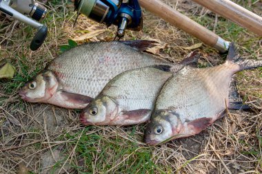 Doğal zemin üzerine birkaç ortak çipura balık. Fr yakalamak