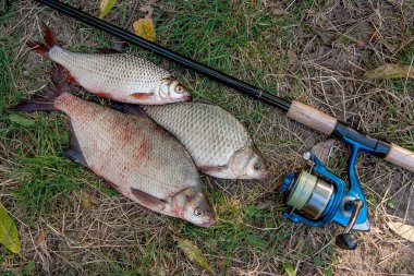 Ortak çipura balık, crucian balık veya Carassius, roach yığını 