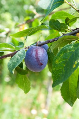 Erik ağacı Şubesi sunse tarihinde olgunlaşmış sulu meyve ile yakın çekim
