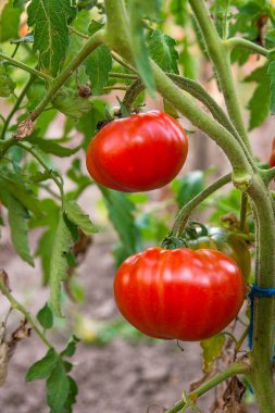 bahçede yetiştirilen dallar - büyüyen olgun domates