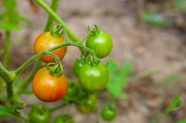 Yeşilimsi kiraz domates - A demet bir gre olgunlaşmamış kiraz domates