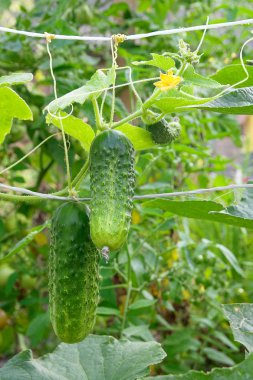 Bahçe organik çiftlik taze genç salatalık görünümünü kapat