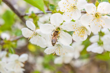 Arı nektar ve polen çiçek açması bir kiraz ağacı branc üzerinde toplar