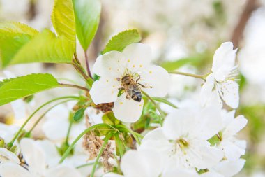 Arı nektar ve polen çiçek açması bir kiraz ağacı branc üzerinde toplar