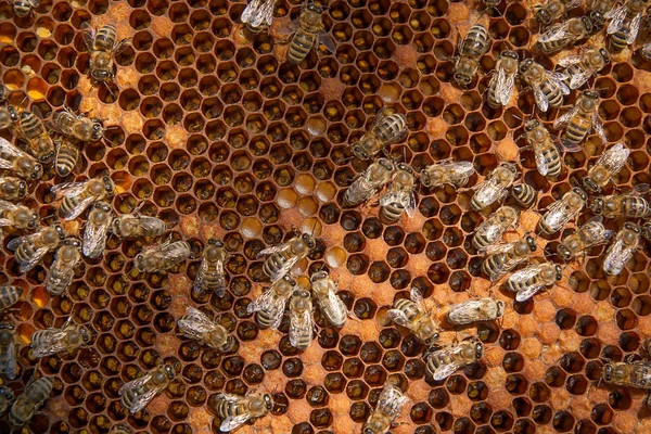 Busy bees inside hive with sealed cells for their young.
