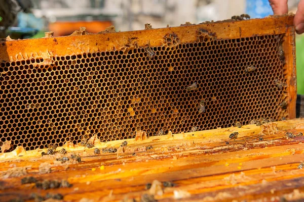 Close up view of the bees swarming on a honeycomb. — Stock Photo, Image