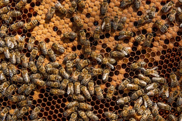 Busy bees inside hive with sealed cells for their young. — Stock Photo, Image