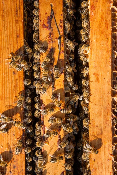 Close-up van de bijen zwermen op een honingraat. — Stockfoto