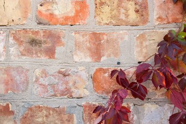 Bahçe yabani üzüm ile sonbahar yaprakları bir tuğla duvara.