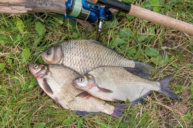 Birkaç ortak çipura balık, crucian balık, roach balık, kasvetli balık 