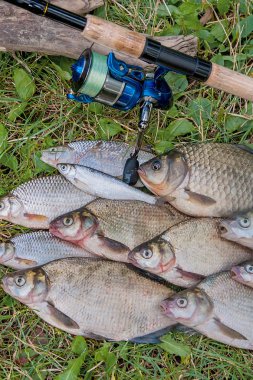 Birkaç ortak çipura balık, crucian balık, roach balık, kasvetli balık 