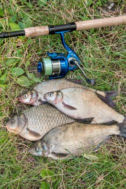Birkaç ortak çipura balık, crucian balık, roach balık, kasvetli balık 