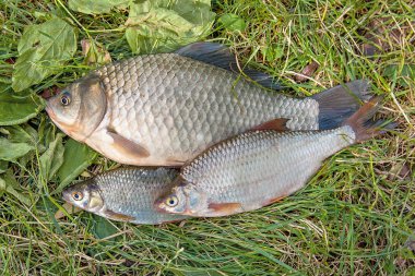 Yığın ortak çipura balık, crucian balık, roach balık, kasvetli f
