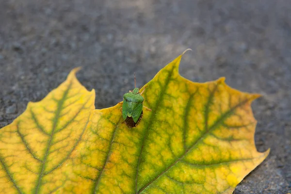 Error de escudo, también conocido como insecto apestoso en hoja de arce de otoño — Foto de Stock