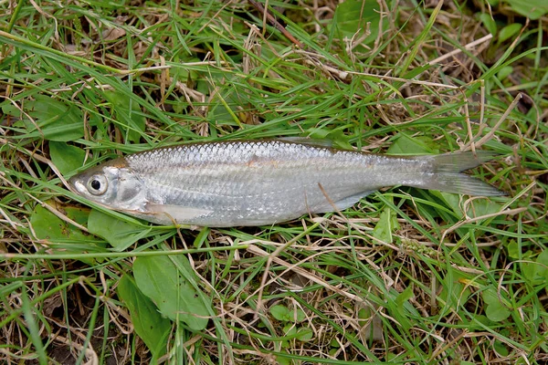 Dyster fisk på den naturliga bakgrunden. — Stockfoto