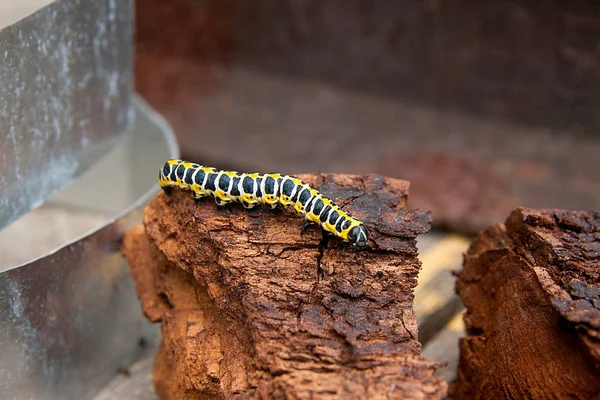 Hermosa negro y amarillo oruga se arrastra en pedazo de viejo br — Foto de Stock