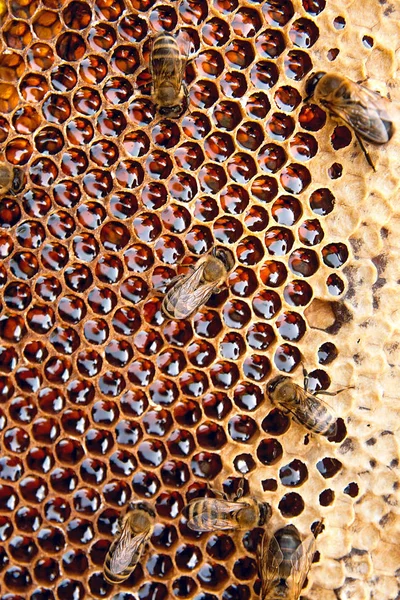 Kilátás a dolgozó méhek a méhsejt édes mézzel. — Stock Fotó