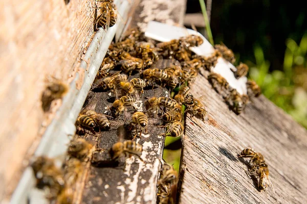 Un montón de abejas en la entrada de la colmena en el colmenar . —  Fotos de Stock