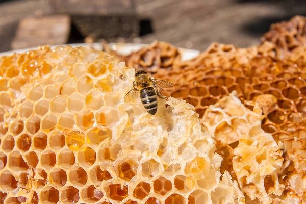 Vista da vicino dell'ape da lavoro sul favo con dolce tesoro — Foto Stock