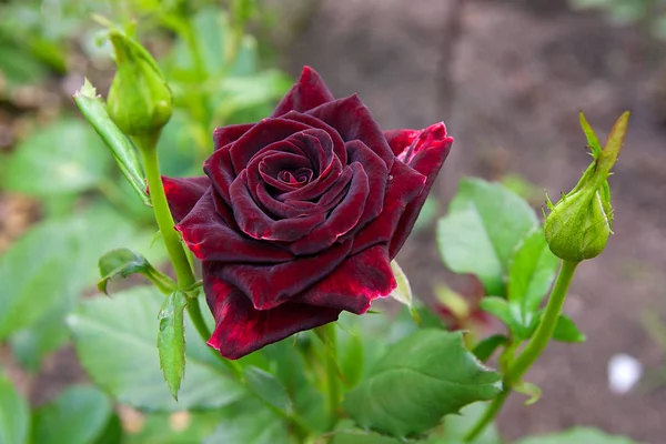 Bahçede kırmızı gül