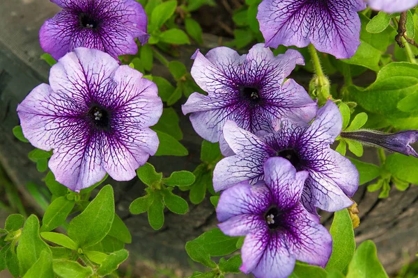 Petunias púrpuras en el macizo de flores. Vista de cerca un montón de púrpura — Foto de Stock