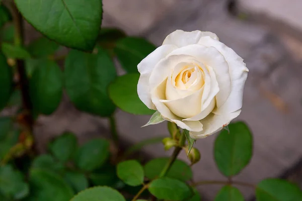 Biała róża w ogrodzie — Zdjęcie stockowe