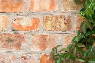 Bahçe yabani üzüm ile sonbahar yaprakları bir tuğla duvara.