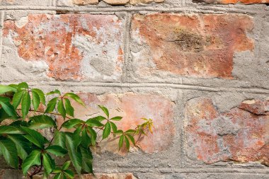 Bahçe yabani üzüm ile sonbahar yaprakları bir tuğla duvara.