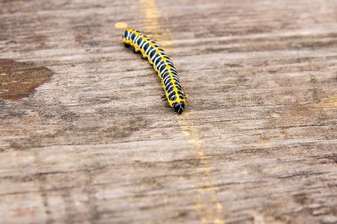 Güzel siyah ve sarı caterpillar vintage ahşap backgro üzerinde