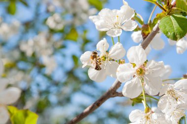 Arı nektar ve polen çiçek açması bir kiraz ağacı branc üzerinde toplar
