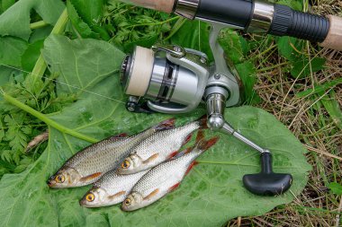 Doğal zemin üzerine birkaç ortak rudd balık. Freshwa yakalamak