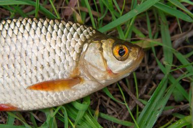 Tek ortak rudd balık yeşil çimenlerin üzerinde.