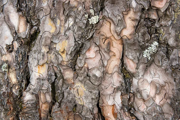 Bark textura fundo padrão crack marrom velho para design — Fotografia de Stock