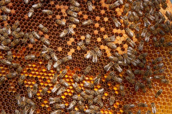 Veduta ravvicinata delle api da lavoro e polline raccolto nel — Foto Stock