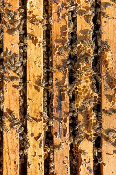 Zblízka pohled se včely na cedník. — Stock fotografie