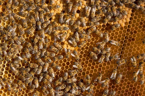 Bezige bijen in de korf met gesloten cellen voor hun jongen. — Stockfoto