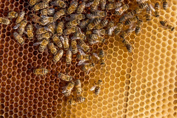 女王蜂と蜂の巣の中の蜂 — ストック写真