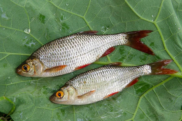 Several common rudd fish on natural background. — Stock Photo, Image