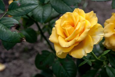 Bahçedeki sarı gül