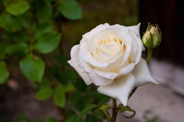 Bahçedeki beyaz gül