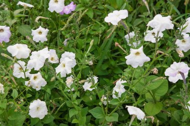 Beyaz petunyaların çiçek yatakta. Beyaz pe görüntüle sürü kapatın