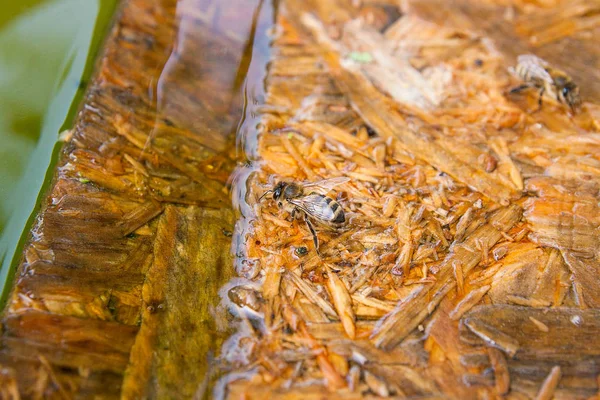 Abejas bebiendo agua en el tablón de madera en el verano . — Foto de Stock